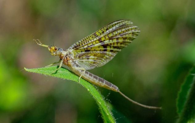 How to Fish an Evening Green-Drake Hatch
