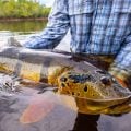 How Do Peacock Bass Compare to Largemouth and Smallmouth?