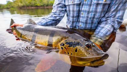 How Do Peacock Bass Compare to Largemouth and Smallmouth?