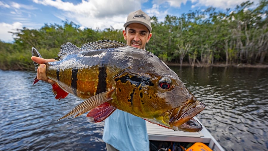 Three-bar peacock bass