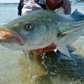 Discovering the Magic of Striped Bass on the Fly