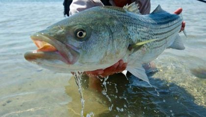 Discovering the Magic of Striped Bass on the Fly
