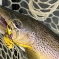 Dirty Dancing: How to Fish Streamers in High Water