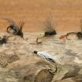 Predators and Prey