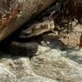 North Carolina Fly Fisher Rescued After Suffering a Venomous Snake Bite