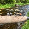 How to Catch More Trout on Beetles and Ants