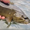 George Daniel’s Secrets to Catching Smallmouths on Poppers