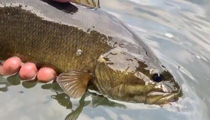 George Daniel’s Secrets to Catching Smallmouths on Poppers