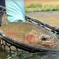 High Sticking Big Stones and Streamers: Winston AIR 2 Reach Rod Review
