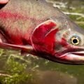 Fly Fishing for Wild Cutthroat in a Remote Mountain Lake