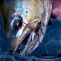 Fly Fishing’s Most Underrated Hatch